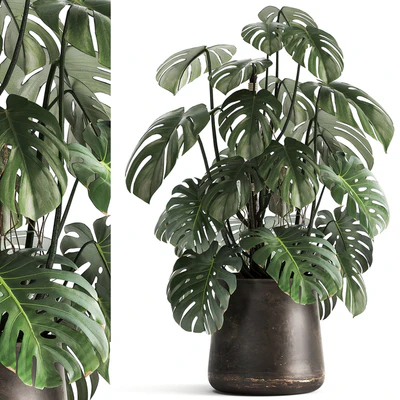 An exotic plant in a rusty metal pot with a Monstera bush. 1001. — Ver 1