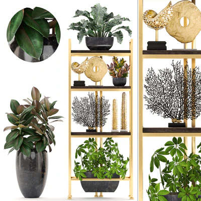 Decorative set. 4. Shelf with flowers, gold, coral, Ficus, pot, Rack, decor, Schefflera, luxury, ficus abidjan — Ver 1