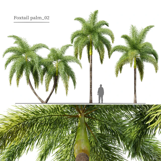 Foxtail Palm 02 — Скачать