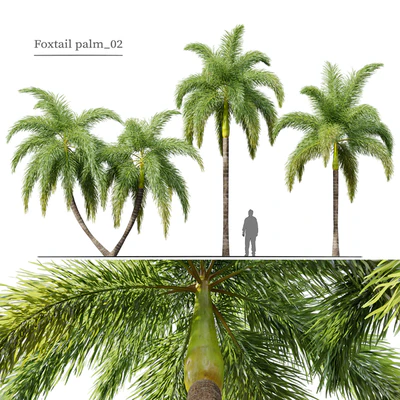 Foxtail Palm 02 — Вид 1