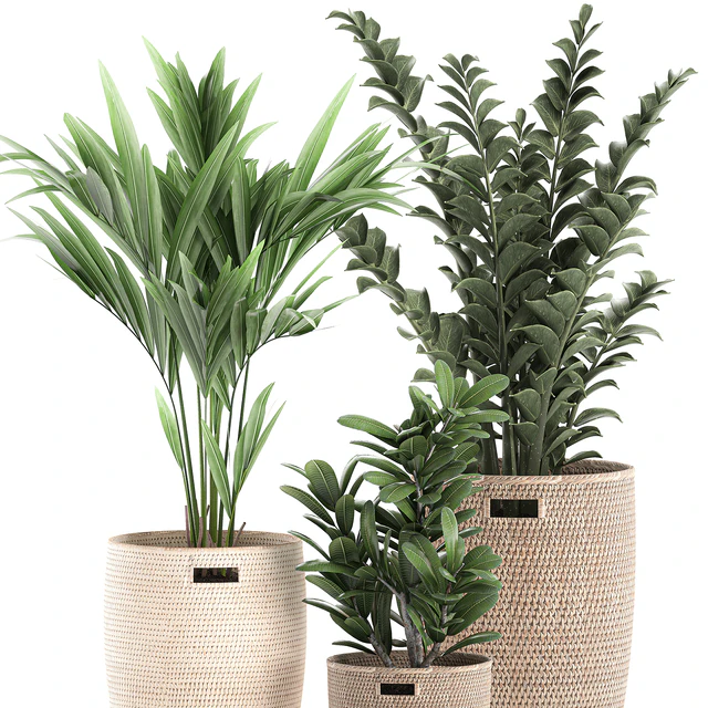 Collection of plants in decorative baskets pots with Zamiokulkas, Money tree, palm tree, hovea. Set 568. — Download