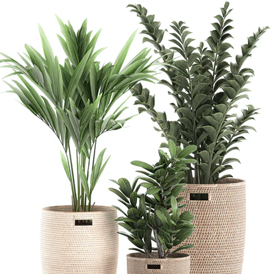 Collection of plants in decorative baskets pots with Zamiokulkas, Money tree, palm tree, hovea. Set 568. — View 2