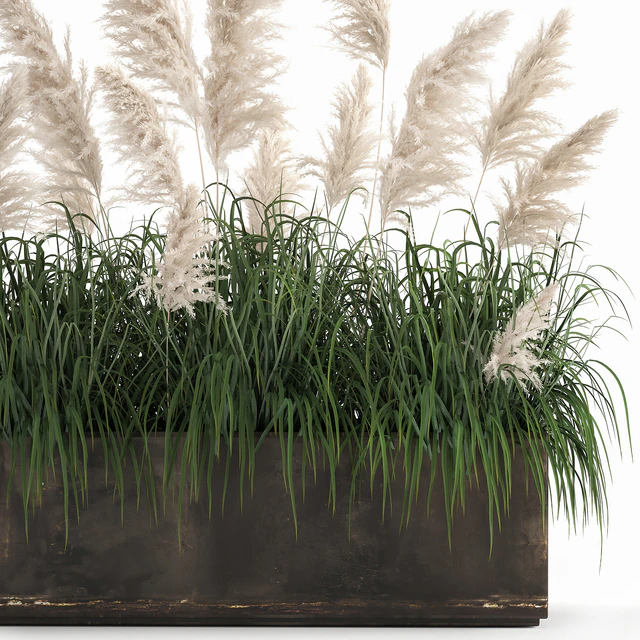 Bush white pampas grass in a street rusty metal pot, white reed, Cortaderia.  1033. — Descargar