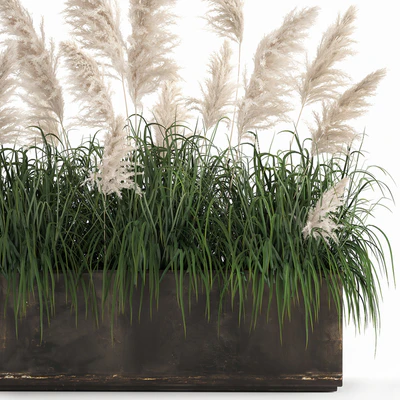 Bush white pampas grass in a street rusty metal pot, white reed, Cortaderia.  1033. — Ver 4
