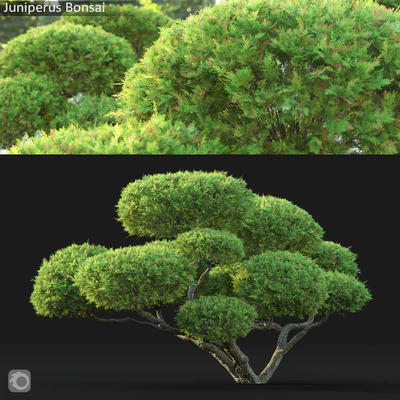 Bonsai — Вид 1