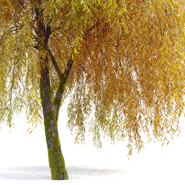 Weeping willow 5 — Скачать