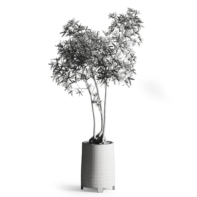 Australian bottleneck plant in Wooden Planter — Ver 2