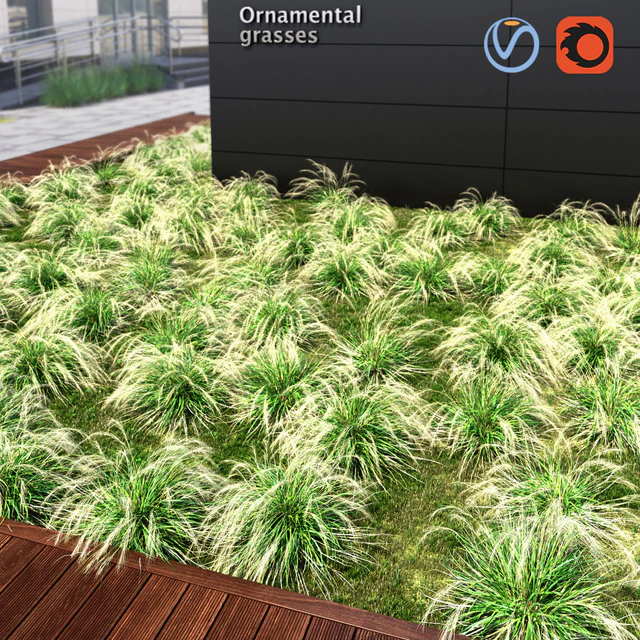 Ornamental grass — Descargar