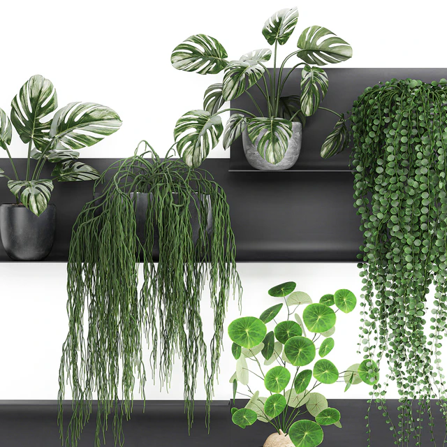 Vertical landscaping on a Black loft shelf with climbing plants, monstera, Dyschidia, Rhipsalis. Set 67. — Descargar