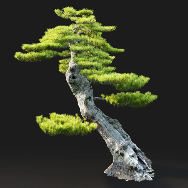 Bonsai plant — Descargar