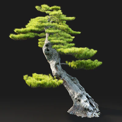 Bonsai plant — Ver 3