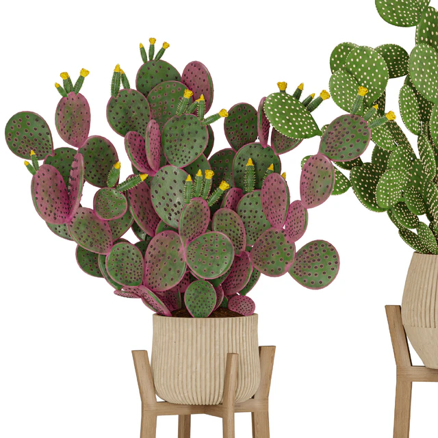 Prickly Cactus Set — Descargar