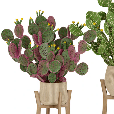 Prickly Cactus Set — Ver 5