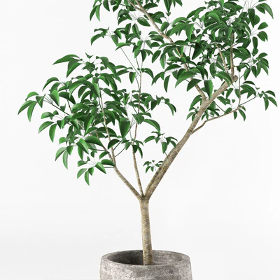 Small tree in pot — Вид 3