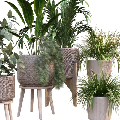 plant in vase collection set 214 — Ver 3