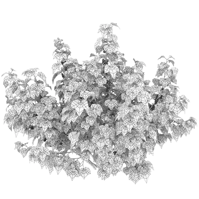 Currant bush — Descargar