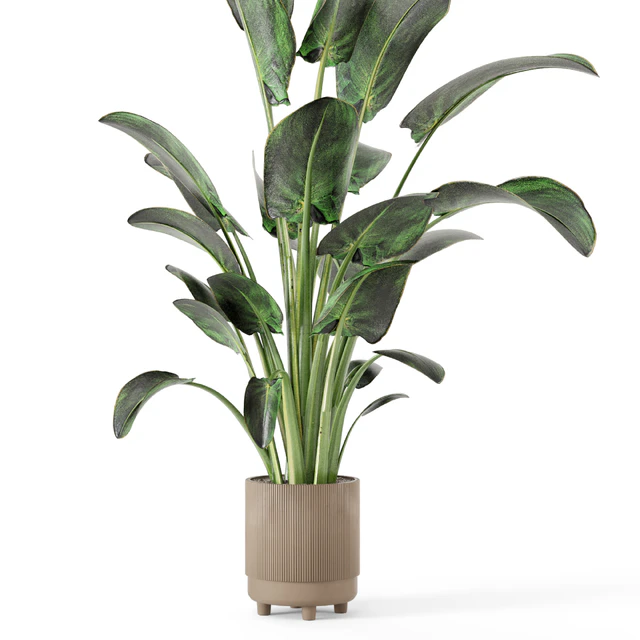 Indoor Plants  in rusty Concrete Pot - Set 582 — Скачать