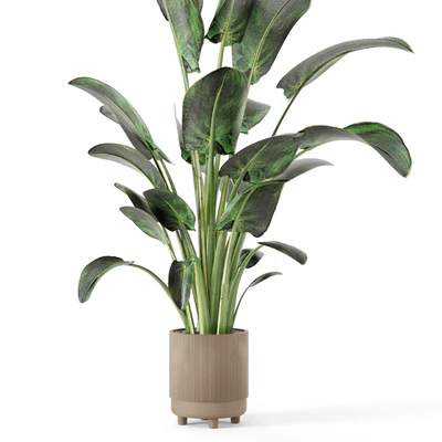 Indoor Plants  in rusty Concrete Pot - Set 582 — Вид 2