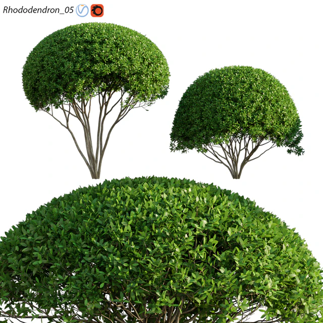 Rhododendron 05 — Descargar