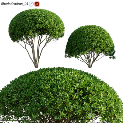 Rhododendron 05 — Ver 1