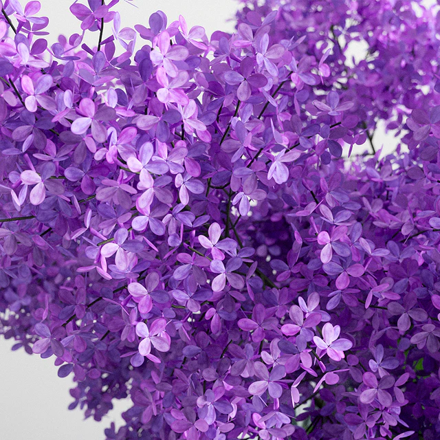 Lilac Flowers in a Jar — Descargar