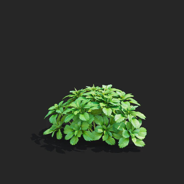 Пахизандра верхушечная кусты | Pachysandra terminalis — Скачать