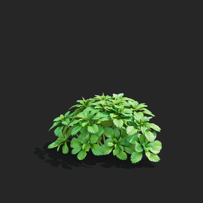 Пахизандра верхушечная кусты | Pachysandra terminalis — Вид 3