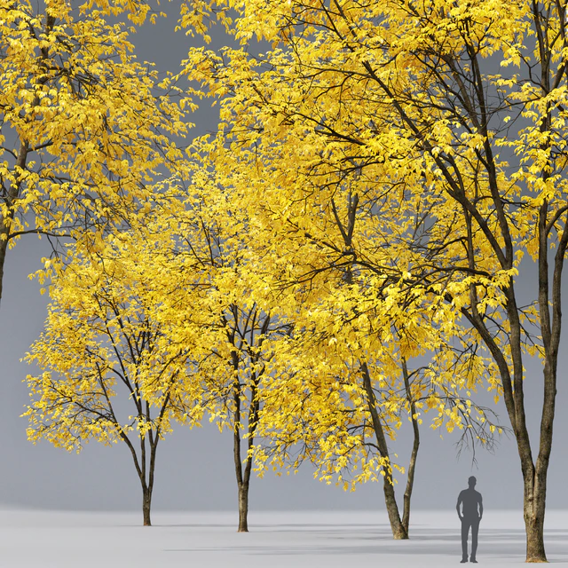 Autumn Ash | Ash-tree autumn # 3 4 (17-18m) — Descargar