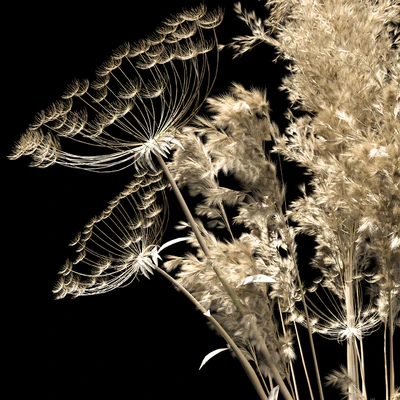 dried flowers — Ver 2
