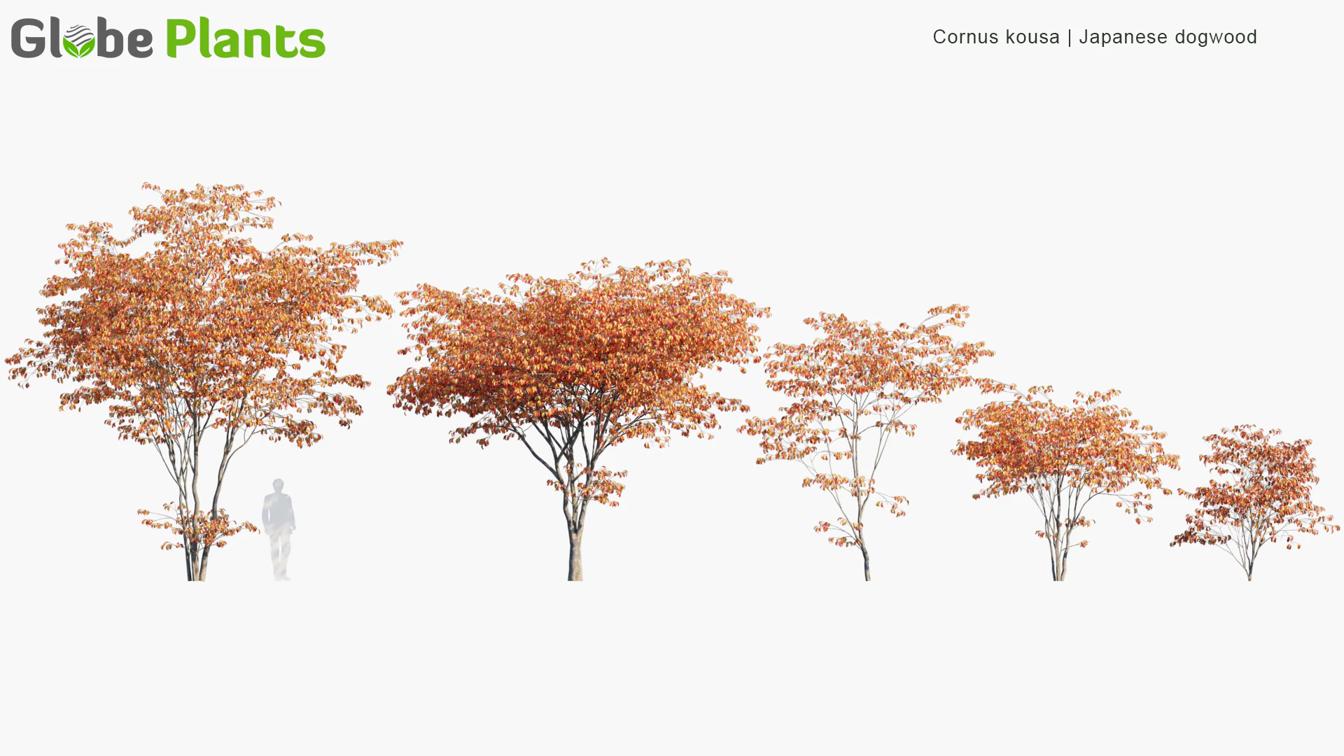 cornus kousa — Скачать