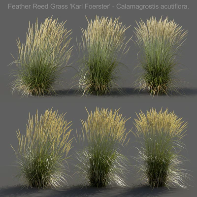 Feather Reed Grass - Calamagrostis acutiflora - Medium — Ver 1