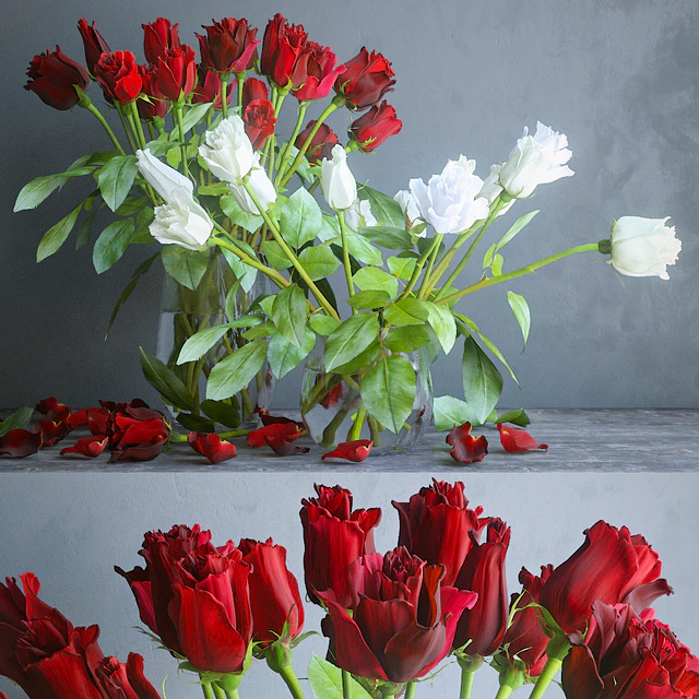 Red and white roses — Descargar