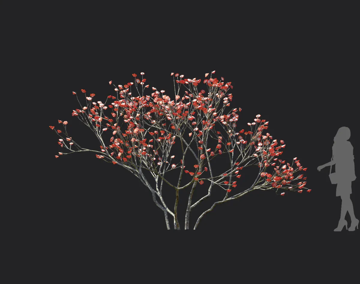 edgeworthia chrysantha 004 — Скачать