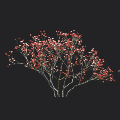 edgeworthia chrysantha 004 — Скачать