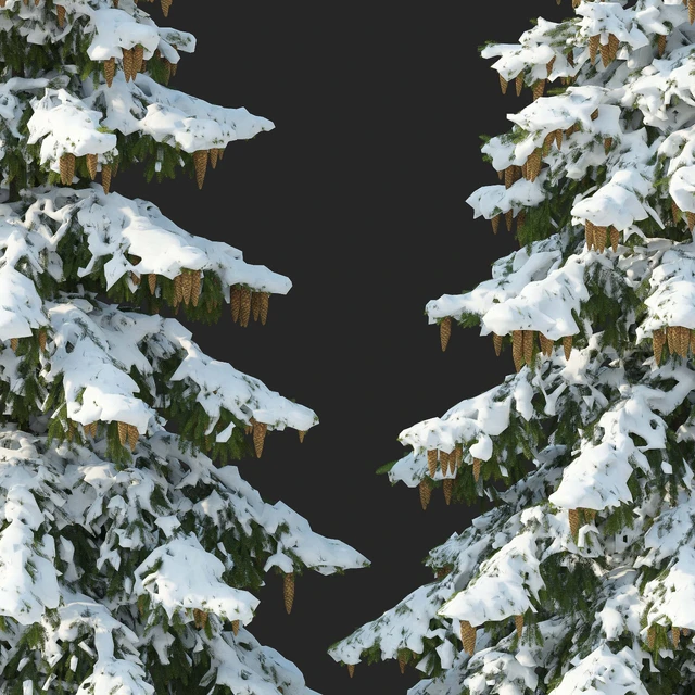 Winter spruces (Winter spruces) — Descargar