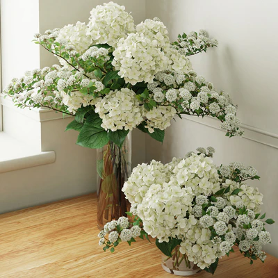 Hydrangea 2 — View 1