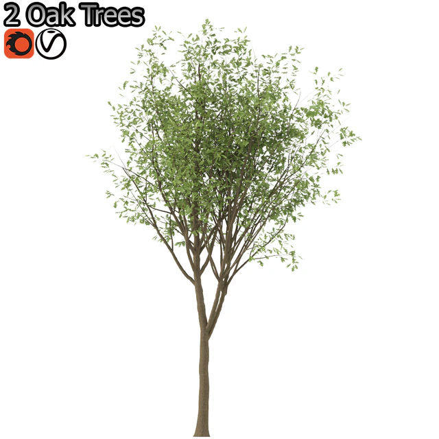 Set of Korean Oak and simple Oak Trees — Descargar