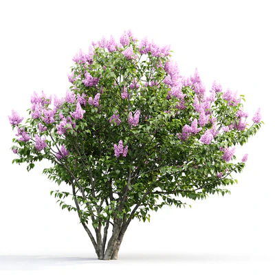 Syringa — Вид 2