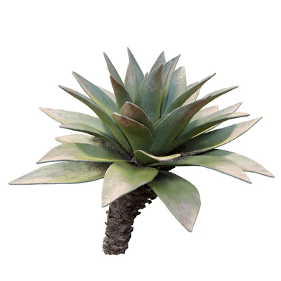 Agave 03 — Ver 2