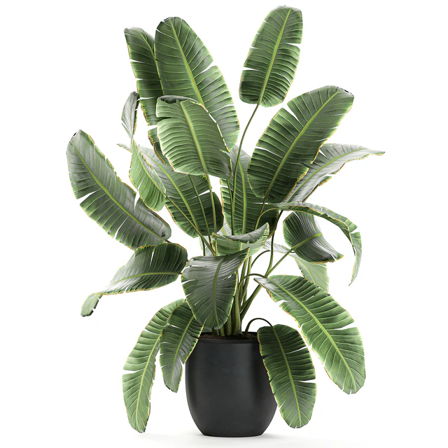A collection of beautiful lush plants in black pots with strelitzia, banana palm, ravenala. Set 587. — Descargar