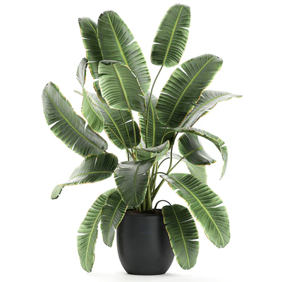 A collection of beautiful lush plants in black pots with strelitzia, banana palm, ravenala. Set 587. — Ver 3