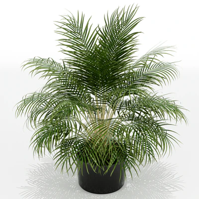 Plants collection 149 — Вид 2