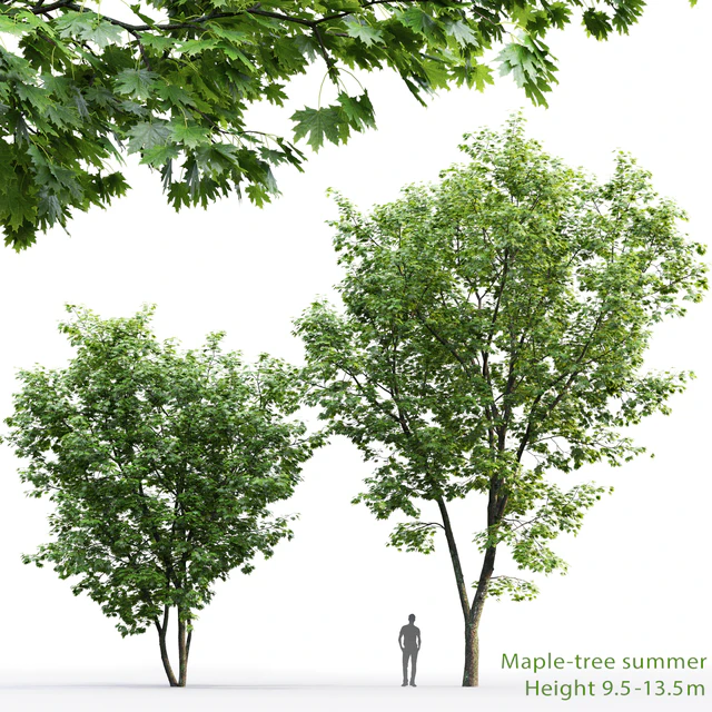 Maple — Descargar