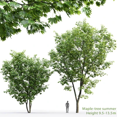 Maple — Ver 1