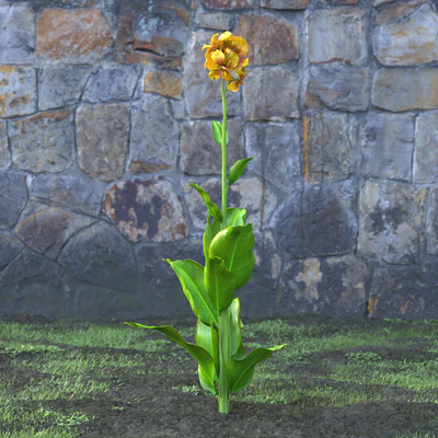 garden flowers 042 — Descargar