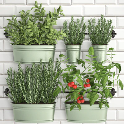 Plant Collection 384. Kitchen garden, kitchen garden, kitchen apron, tiles, vegetables, herbs, tomatoes, rosemary, basil, railing — Ver 1