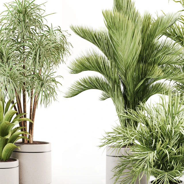 IndoorPlantSet015 — Скачать