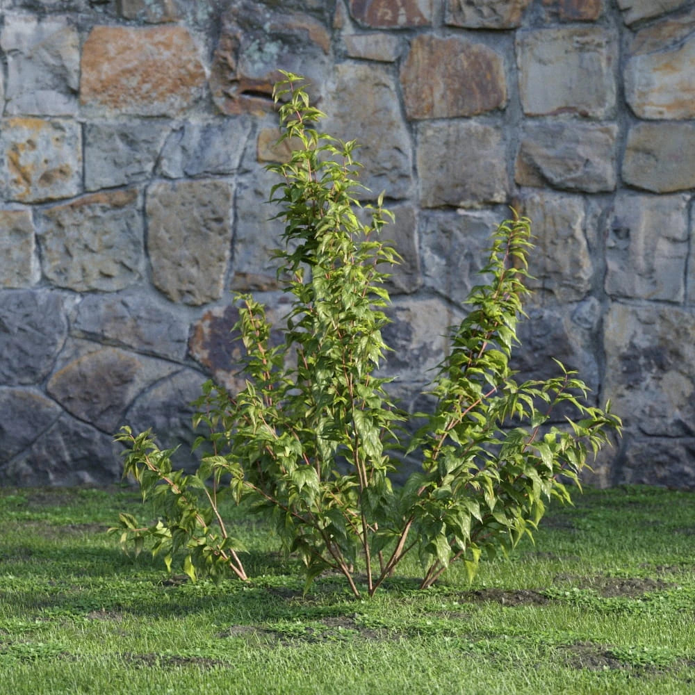 plants and bushes 004 — Скачать