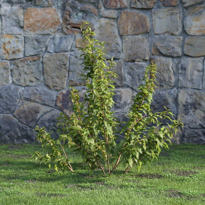 plants and bushes 004 — Скачать