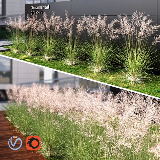 Ornamental grass red — Descargar